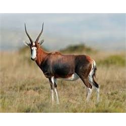 10 Day/9 Night Unforgettable South African Safari for 1 Hunter & 1 Observer. Included is 1 Blesbuck 
