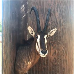 African Sable Antelope Mount  Reddish Brown in color