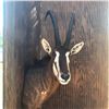 Image 1 : African Sable Antelope Mount  Reddish Brown in color