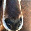 Image 3 : African Sable Antelope Mount  Reddish Brown in color