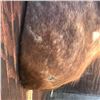 Image 4 : African Sable Antelope Mount  Reddish Brown in color