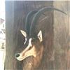 Image 6 : African Sable Antelope Mount  Reddish Brown in color