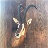 Image 7 : African Sable Antelope Mount  Reddish Brown in color
