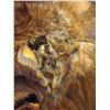 Image 15 : Alaskan Arctic Fur Parka -David Green