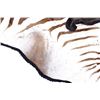Image 8 : Exotic Zebra Full Mount Felted Room Rug