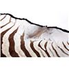 Image 9 : Exotic Zebra Full Mount Felted Room Rug