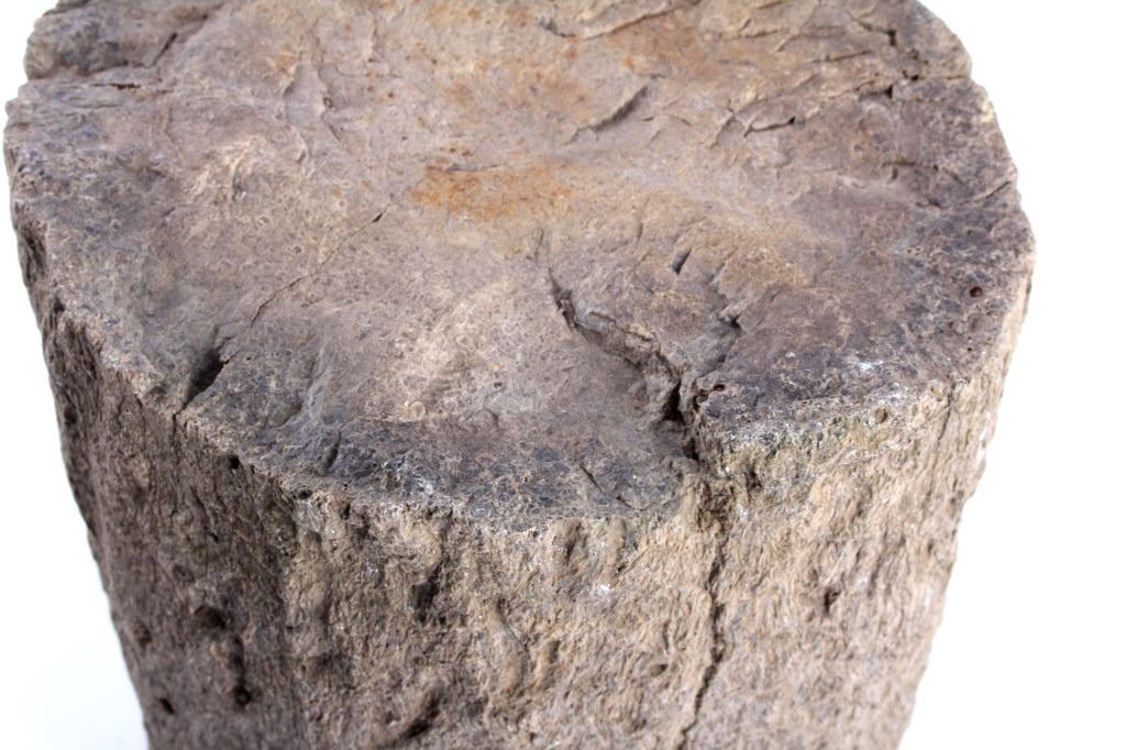 Ancient Petrified Tempskya Extinct Tree Fern
