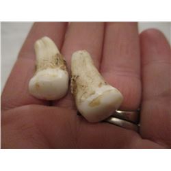 Pair of South Dakota Elk Ivories