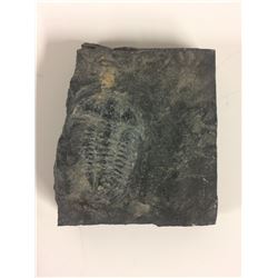 DINOSAUR BONE FOSSIL VERTEBRAE SLAB