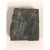 Image 1 : DINOSAUR BONE FOSSIL VERTEBRAE SLAB