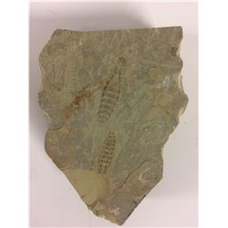 DINOSAUR BONE FOSSIL VERTEBRAE SLAB