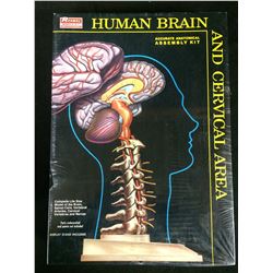 RENWAL HUMAN BRAIN ACCURATE ANATOMICAL ASSEMBLY KIT (AND CERVICAL AREA)