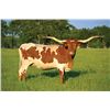 Image 1 : SHAMROCK LADY RIO