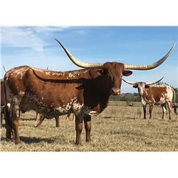 TEXANA TALLTELLER