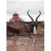 Image 4 : 5 Day Springbok slam for 3 Hunters in South Africa