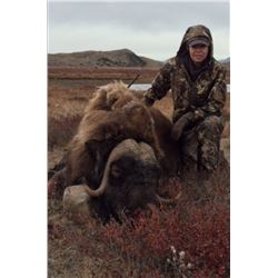 3 Day Musk Ox for 1 in Greenland