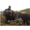 Image 4 : 3 Day Musk Ox for 1 in Greenland