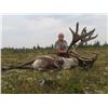 Image 3 : 7 Day Resident Caribou Hunt in the 2018 or 2019 season for 2 hunters at The Lodge At Little Duck