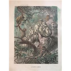 19thc Engraving, Baboon Family