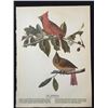 Image 2 : c1946 Audubon Print, #159 Cardinal