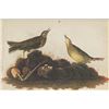 Image 1 : c1946 Audubon Print, #10 American Pipit