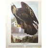 Image 2 : c1946 Audubon Print, #181 Golden Eagle