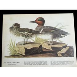 c1946 Audubon Print, #228 Green-Winged Teal