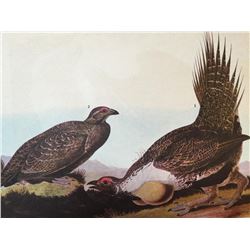 c1946 Audubon Print, #371 Sage Grouse