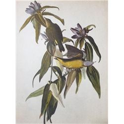 c1946 Audubon Print, #138 Connecticut Warbler