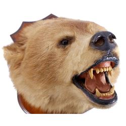Montana Brown Bear Head Taxidermy Mount