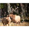 Image 11 : Discounted Guided Colorado Elk Hunt in the Elk Capitol of the World, Craig Colorado 2018 or 2019