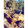 Image 13 : Discounted Guided Colorado Elk Hunt in the Elk Capitol of the World, Craig Colorado 2018 or 2019