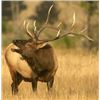 Image 2 : Discounted Guided Colorado Elk Hunt in the Elk Capitol of the World, Craig Colorado 2018 or 2019