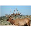 Image 3 : Discounted Guided Colorado Elk Hunt in the Elk Capitol of the World, Craig Colorado 2018 or 2019