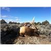 Image 5 : Discounted Guided Colorado Elk Hunt in the Elk Capitol of the World, Craig Colorado 2018 or 2019