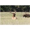 Image 6 : Discounted Guided Colorado Elk Hunt in the Elk Capitol of the World, Craig Colorado 2018 or 2019