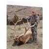 Image 7 : Discounted Guided Colorado Elk Hunt in the Elk Capitol of the World, Craig Colorado 2018 or 2019