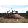 Image 8 : Discounted Guided Colorado Elk Hunt in the Elk Capitol of the World, Craig Colorado 2018 or 2019