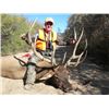 Image 9 : Discounted Guided Colorado Elk Hunt in the Elk Capitol of the World, Craig Colorado 2018 or 2019