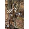 Image 10 : Guaranteed Iowa or Missouri Semi-Guided on Private farms Whitetail Hunt Free Ranging Whitetails