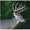 Image 12 : Guaranteed Iowa or Missouri Semi-Guided on Private farms Whitetail Hunt Free Ranging Whitetails