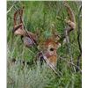 Image 17 : Guaranteed Iowa or Missouri Semi-Guided on Private farms Whitetail Hunt Free Ranging Whitetails