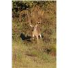 Image 20 : Guaranteed Iowa or Missouri Semi-Guided on Private farms Whitetail Hunt Free Ranging Whitetails
