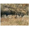 Image 10 : Discounted Semi-Guided Colorado Mule Deer Hunt on 30,000 Acres with 100% Success in the Past