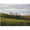 Image 12 : Discounted Semi-Guided Colorado Mule Deer Hunt on 30,000 Acres with 100% Success in the Past