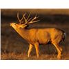 Image 13 : Discounted Semi-Guided Colorado Mule Deer Hunt on 30,000 Acres with 100% Success in the Past