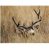 Image 16 : Discounted Semi-Guided Colorado Mule Deer Hunt on 30,000 Acres with 100% Success in the Past