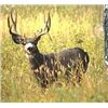 Image 17 : Discounted Semi-Guided Colorado Mule Deer Hunt on 30,000 Acres with 100% Success in the Past