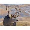 Image 18 : Discounted Semi-Guided Colorado Mule Deer Hunt on 30,000 Acres with 100% Success in the Past