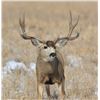 Image 19 : Discounted Semi-Guided Colorado Mule Deer Hunt on 30,000 Acres with 100% Success in the Past